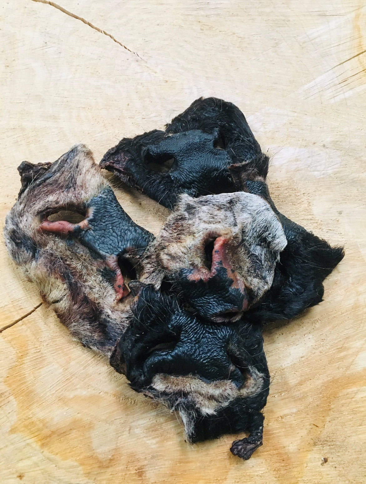Cow Nose - Hairy