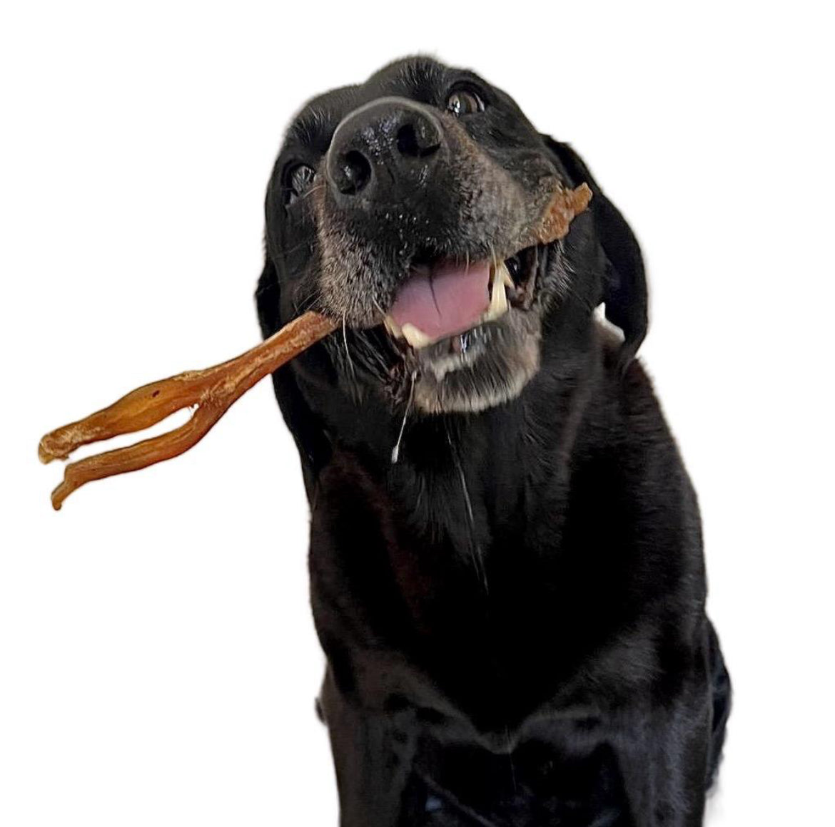 BUNDLE MEGA DEAL - Beef Flat Strips, Moon Bone, Achilles Tendon
