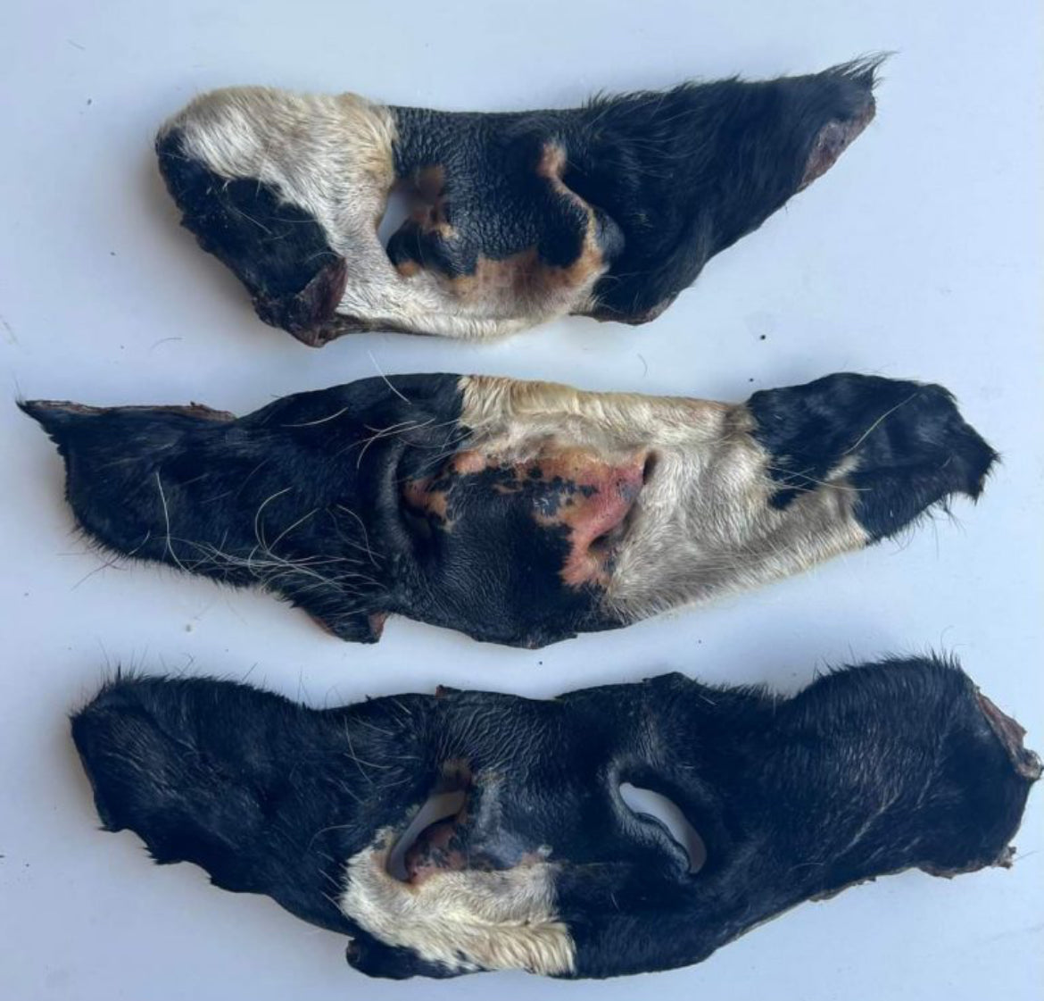 Cow Nose - Hairy