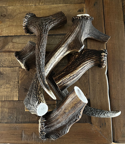 Red Deer Antler 215 - 280g