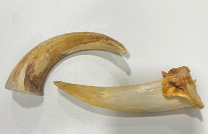 Lamb Horn Marrow x 1