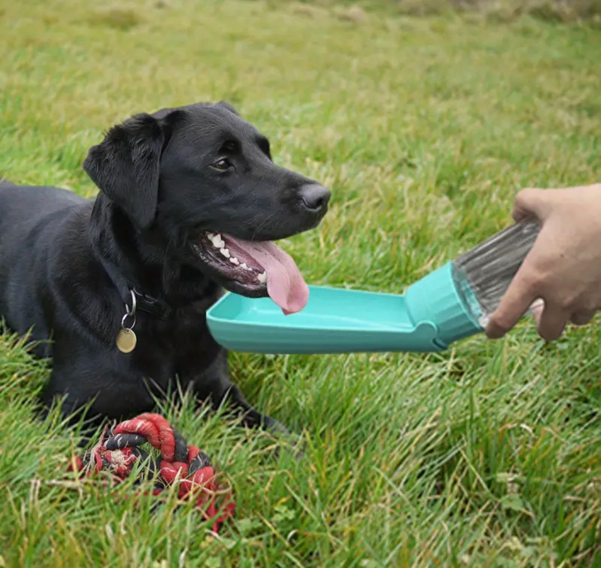 Travel Water Bottle for Dogs