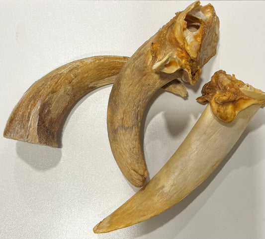 Lamb Horn Marrow x 1