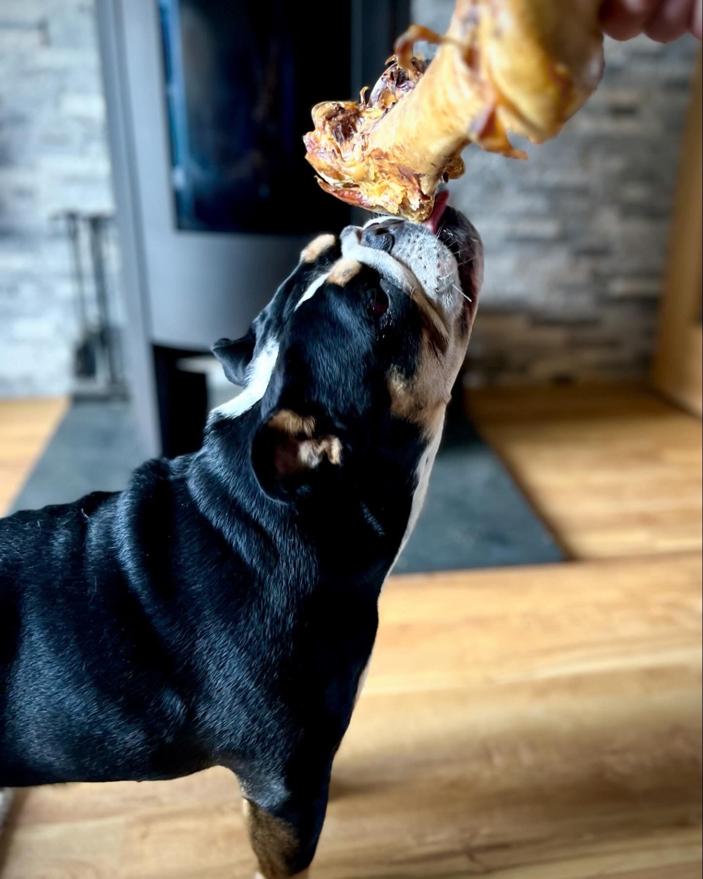 Ostrich Dino Bone