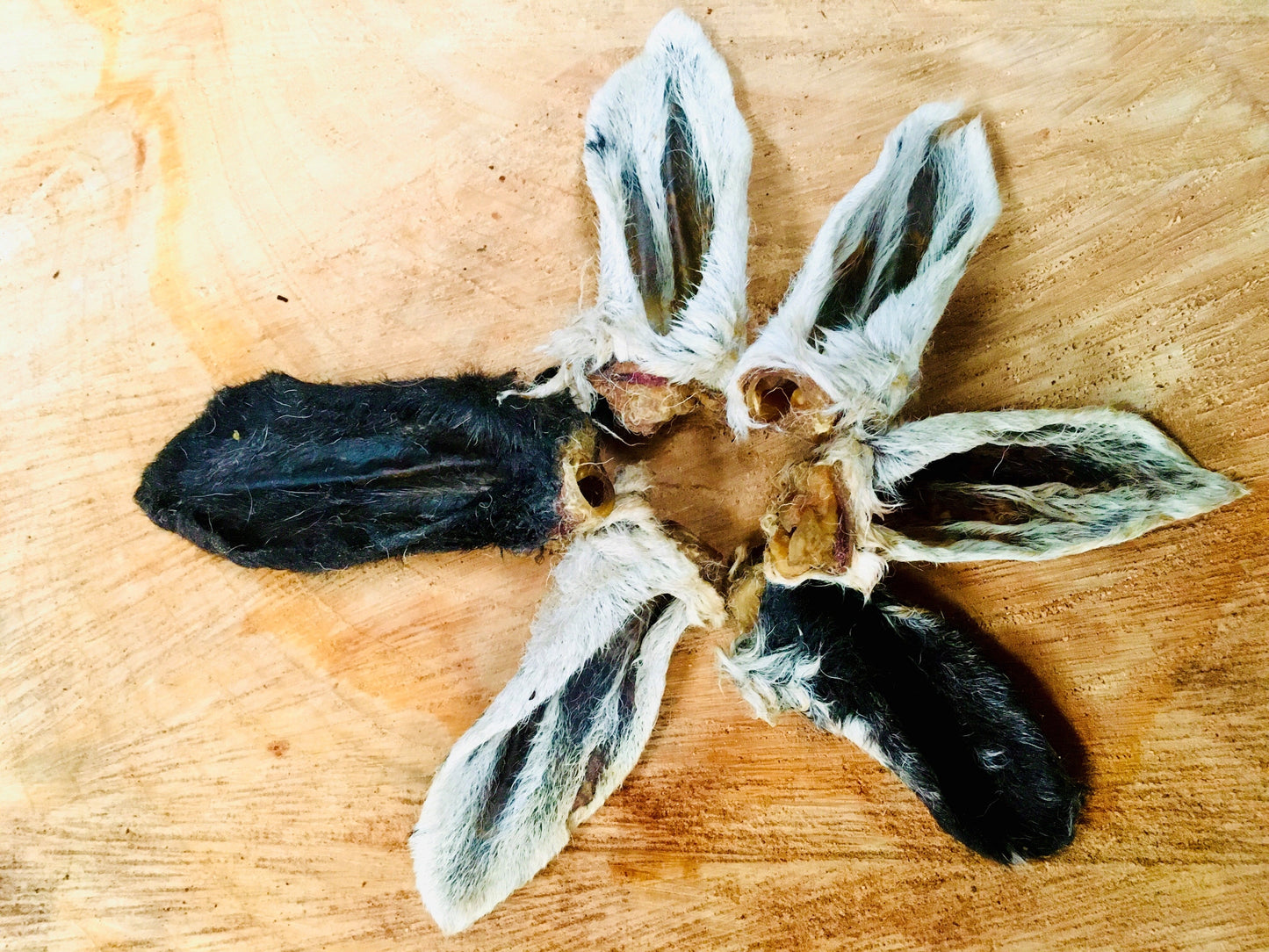 Hairy Lamb Ears